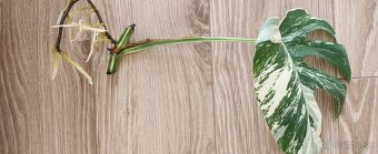 Albo variegata monstera - 2