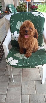 Cavapoo - 2