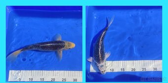 Koi kapor - 2