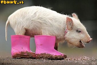 🍼 Ukrajinské prasiatko – alkoholik hľadá nový domov 🍺 - 2