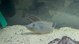 Tyranochromis - 2