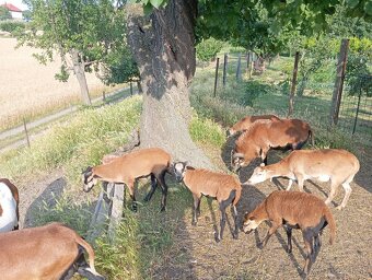 Predám seno a kamerunske ovce - 2