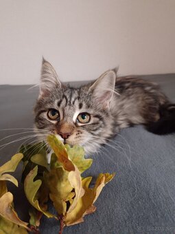 Maine coon - 2