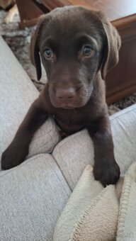 Malá labradorka - 2