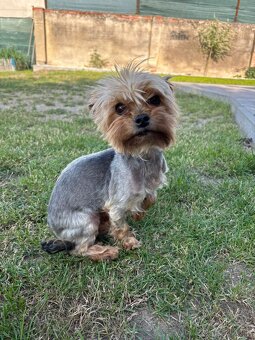 Yorksirský teriér - 2