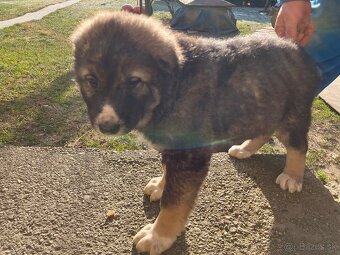 Stredoázijský ovčiak  SAO - 2