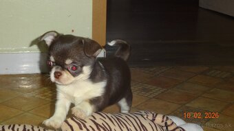 čivava krátkosrstá - 2