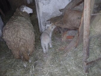 Predaj oviec - 2