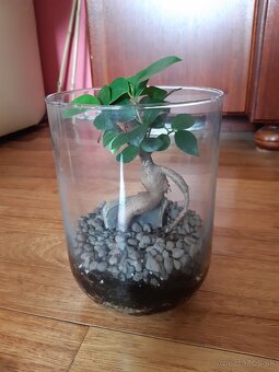 Predám otvorené rastlinné terárium - 2