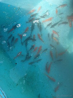 Jazierkové ryby - 2