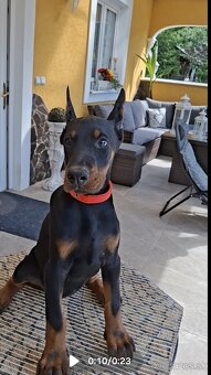 DOBERMAN ŠTENIATKA S FCI P.P. - 2