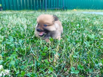Pomeranian špic oranžovy šteňa k odberu ihneď. - 2