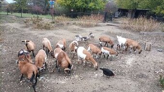 Predám Kamerúnske ovce - 2