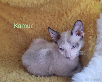 Don Sphynx Mačiatka - 2