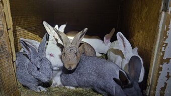 Predám králiky - 2