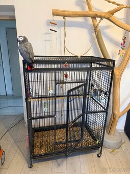 Zako Kongo samička 7rokov samček 6rokov - 2