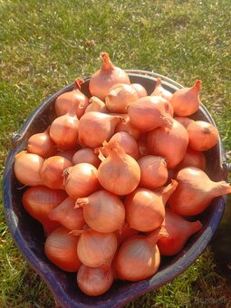 Domáca cibuľa akcia - 2