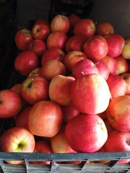 Predám jablká - 2