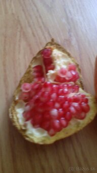 Predám granátové  jablko - 2