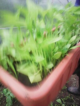 PLANTA PAPRIKA - 2