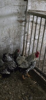 Wyandotka strieborno čierne lemovaná - veĺká forma - 2
