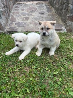 Akita inu - 2