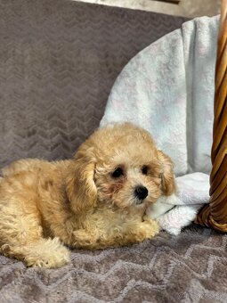 Maltipoo - 2
