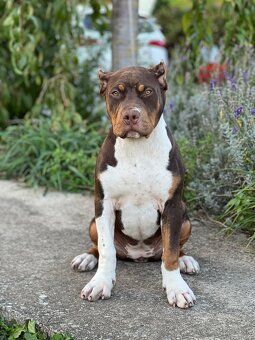 American bully xl - 2