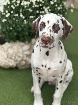 Dalmatínsky pes - 2