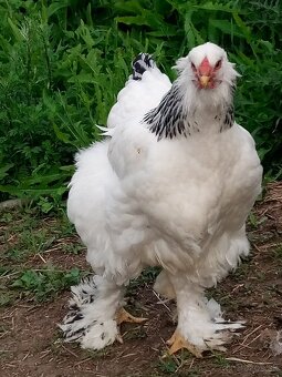 Brahmanky - 2
