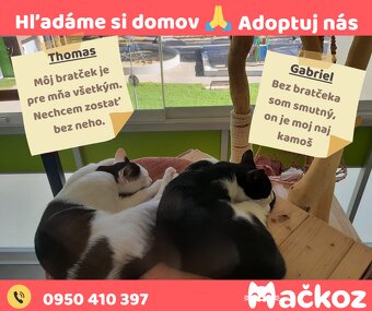 THOMAS a GABRIEL - DARUJEM KOCURIKA / KOCURIKOV NA ADOPCIU - 2