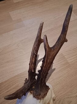 Trofej trofeje parohy parožie zhody,,, - 2