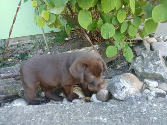 Labrador šteniatka - 2