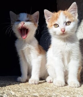 Darujeme kocurika - 2