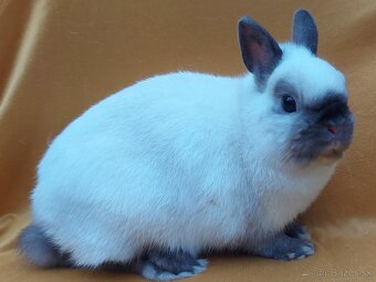 Zdrobnený siamsky žltý - 2