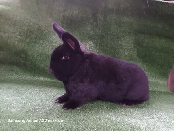 Králiky - 2