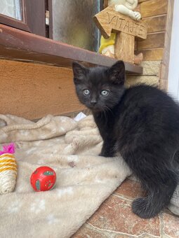 Darujem dvoch kocúrikov - 2