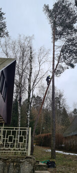 Vyrub a orez stromov - 2