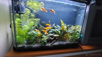 Cryptocoryne wendtii - 2