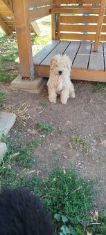 Puli na predaj/ Eladó puli kölykök - 2