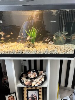 Predám aquarium aj zo skrinkou - 2