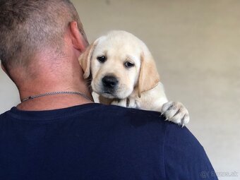Labrador retriever - 2