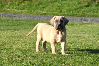 Cane Corso štěňata s FCI PP - 2