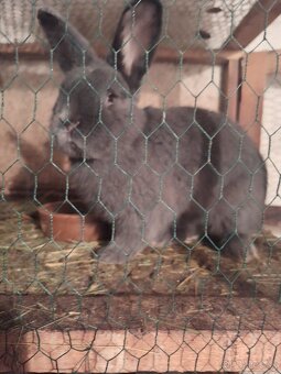 Modrý viedenský - 2