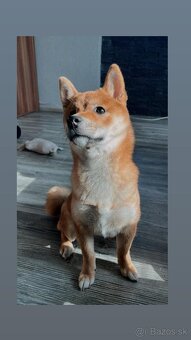 Shiba inu - 2