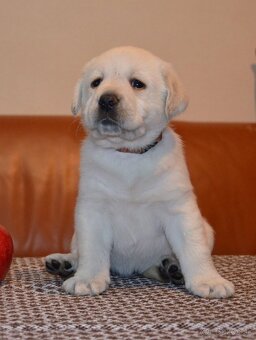 Labrador retriever šteniatka s PP - 2