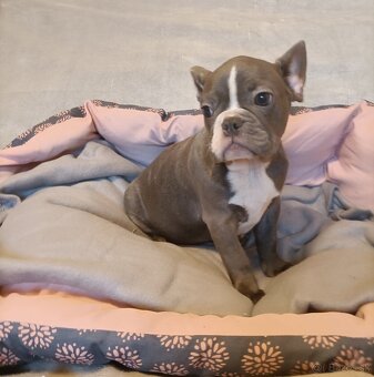 Šteniatka k odberu, Francúzsky buldoček, modré psy a čierna - 2