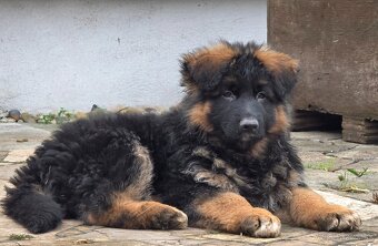 Nemecký ovčiak Nemecky ovciak - 2