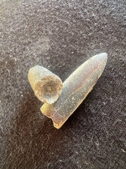 Skameneliny Orthoceras - 2