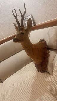Trofej ,preparat ,srnec ,parohy ,parožie - 2